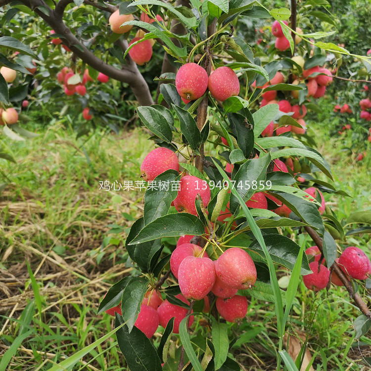 辽宁鸡心果苗 价格鸡心苹果树苗