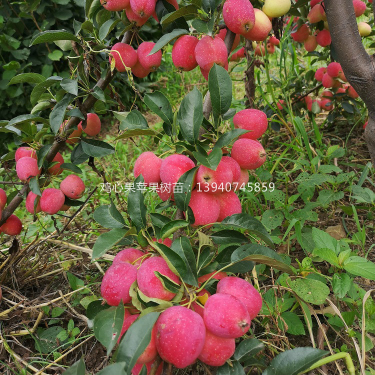 辽宁鸡心苹果树苗  新品种鸡心苹果树苗