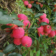 辽宁种植技术海棠果树苗图片