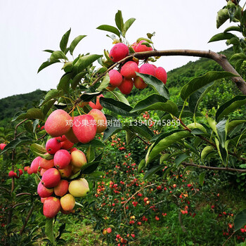 辽宁鸡心果树苗惠农苗木基地供应