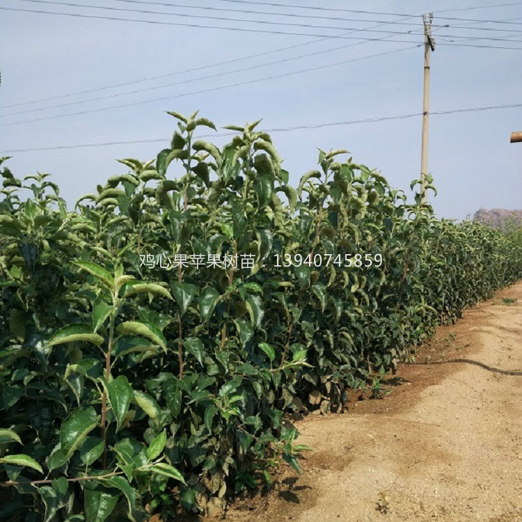 辽宁鸡心苹果苗  2公分鸡心果苹果树苗