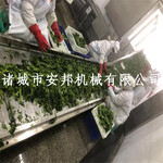 蕨菜专用蒸煮漂烫机蕨菜漂烫机生产线