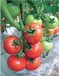 爱普达光动力番茄专用叶面肥生根壮苗提高坐果