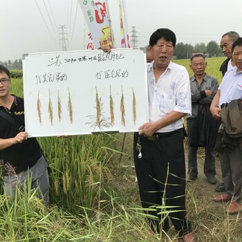 水稻育秧精華素稻麥營養(yǎng)殺菌防病機制強