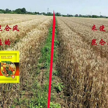 小麥增產(chǎn)打什么藥小麥白粉病用什么藥效果好