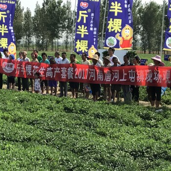 花生黃苗死棵爛根打什么藥好斤半顆花生高產(chǎn)套餐