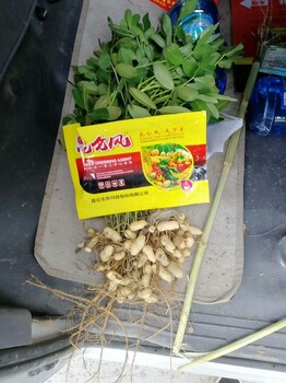 營養(yǎng)殺菌調(diào)節(jié)多效合一的作物增產(chǎn)套餐昆侖生物主打產(chǎn)品