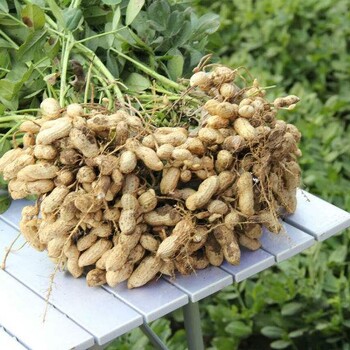 花生三遍藥廠家誠招代理批發(fā)商