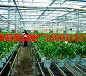 温室花卉苗床网哪里专业生产，安平华首丝网设备厂