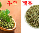 济南天天香供应天诺康（牛至油），抗菌抑菌，预防幼畜黄白痢图片