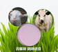 兔牛羊反刍动物专用诱食剂青草香香味剂厂家直销饲料添加剂