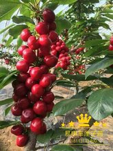 重庆大樱桃苗价格,大樱桃树苗价格多少一株?图片