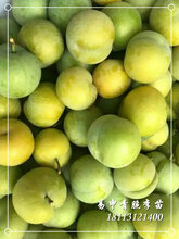 早熟李子苗价格,早熟李子树苗价格图片