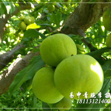 重庆大樱桃苗价格,大樱桃树苗价格多少一株?图片