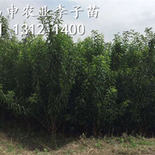 青脆李子苗,青脆李树苗,青脆李子树苗批发价格图片