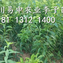 2019年李子苗价格,李子树苗批发,李树苗多少钱一株图片