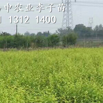 2019年晚熟李子苗價(jià)格，晚熟李子樹苗批發(fā)銷售