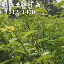 2李子苗基地,2019年李子苗价格,蜂糖李树苗批发出售图片