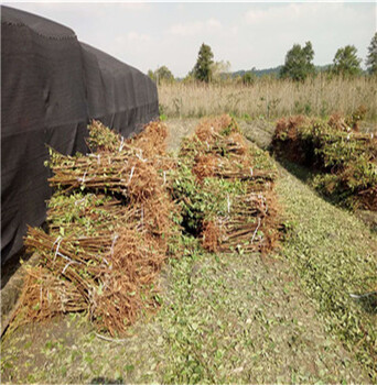 重庆蜂糖李子树苗基地，直供高纯度蜂糖李子树苗