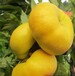 优质桃子苗哪里有卖，桃子树苗近期市场批发价是多少