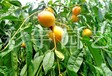 貴州優質桃子苗哪里有賣，桃子樹苗那西品種好