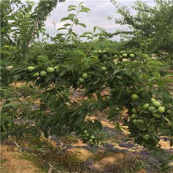 奉节蜂糖李子苗,蜂糖李子苗培育基地