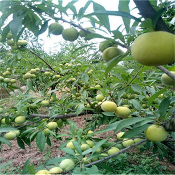 四川蜂糖李树苗,蜂糖李树苗培育基地