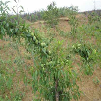 奉节蜂糖李子苗,蜂糖李子苗培育基地