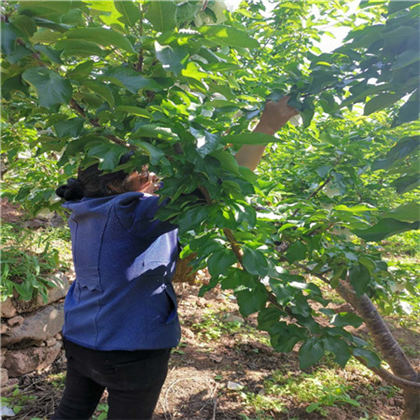 毕节车厘子树苗,车厘子树苗.