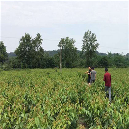 酉阳车厘子苗,车厘子苗供应