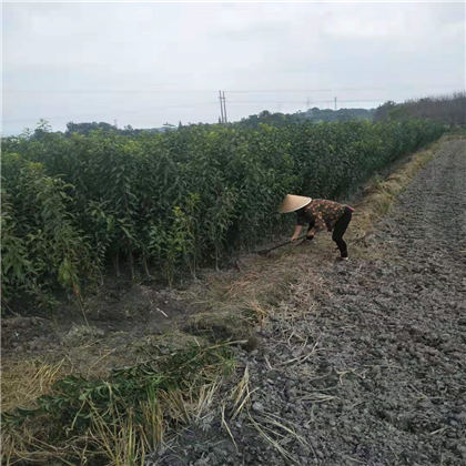 黔江五月脆李子树苗,五月脆李子树苗基地