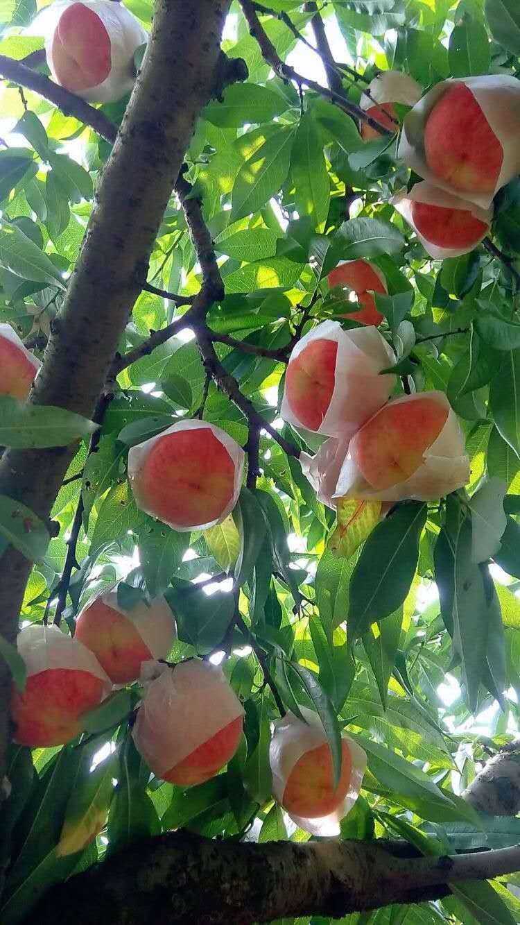 內(nèi)江易申農(nóng)業(yè)有限公司桃子苗