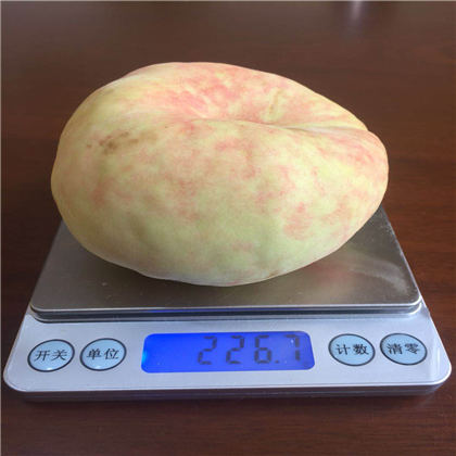 內(nèi)江易申農(nóng)業(yè)有限公司桃子苗