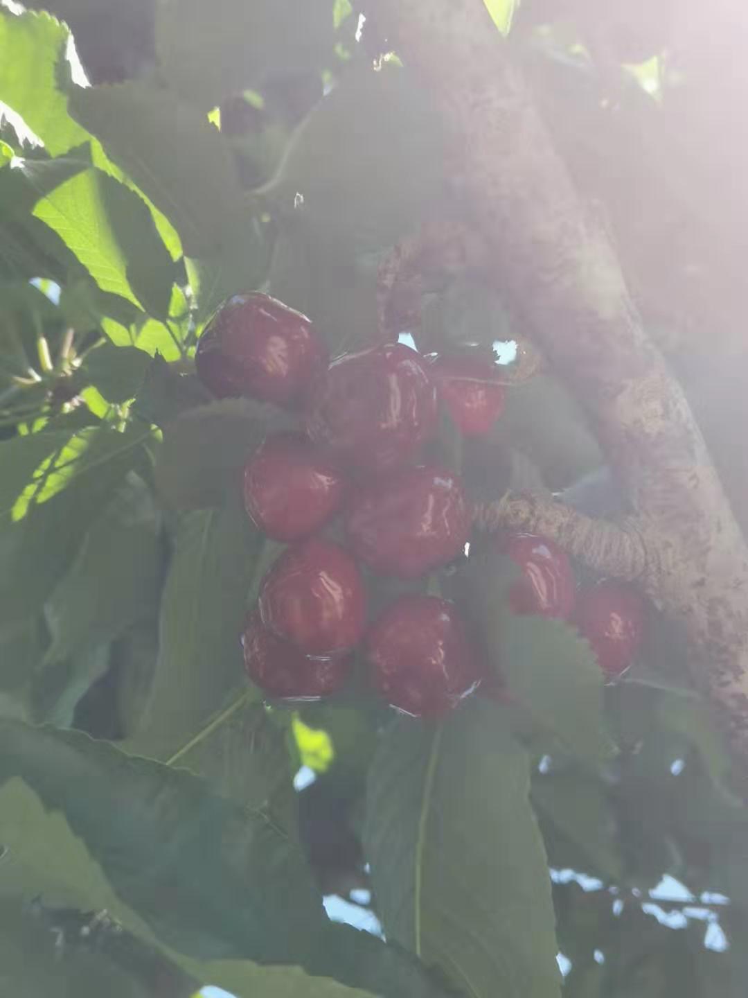 荊州易申農業櫻桃樹苗 櫻桃樹苗價格