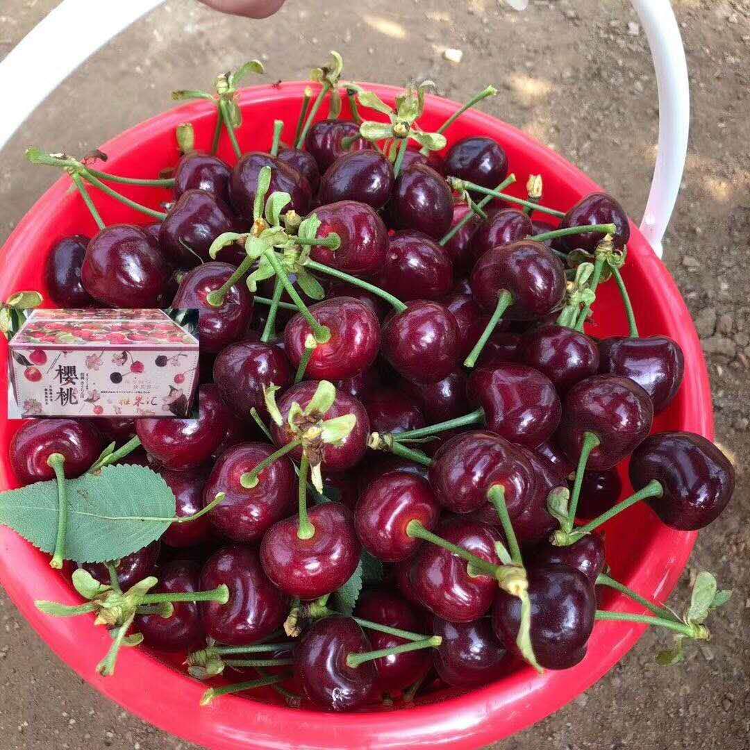 荊州易申農業櫻桃樹苗 櫻桃樹苗價格