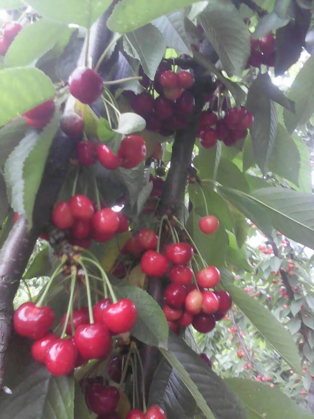 荊州易申農業櫻桃樹苗 櫻桃樹苗價格