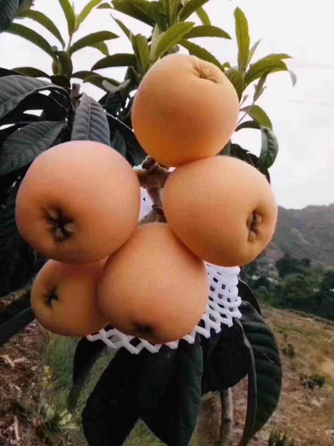 云南枇杷苗價(jià)格,枇杷苗品種