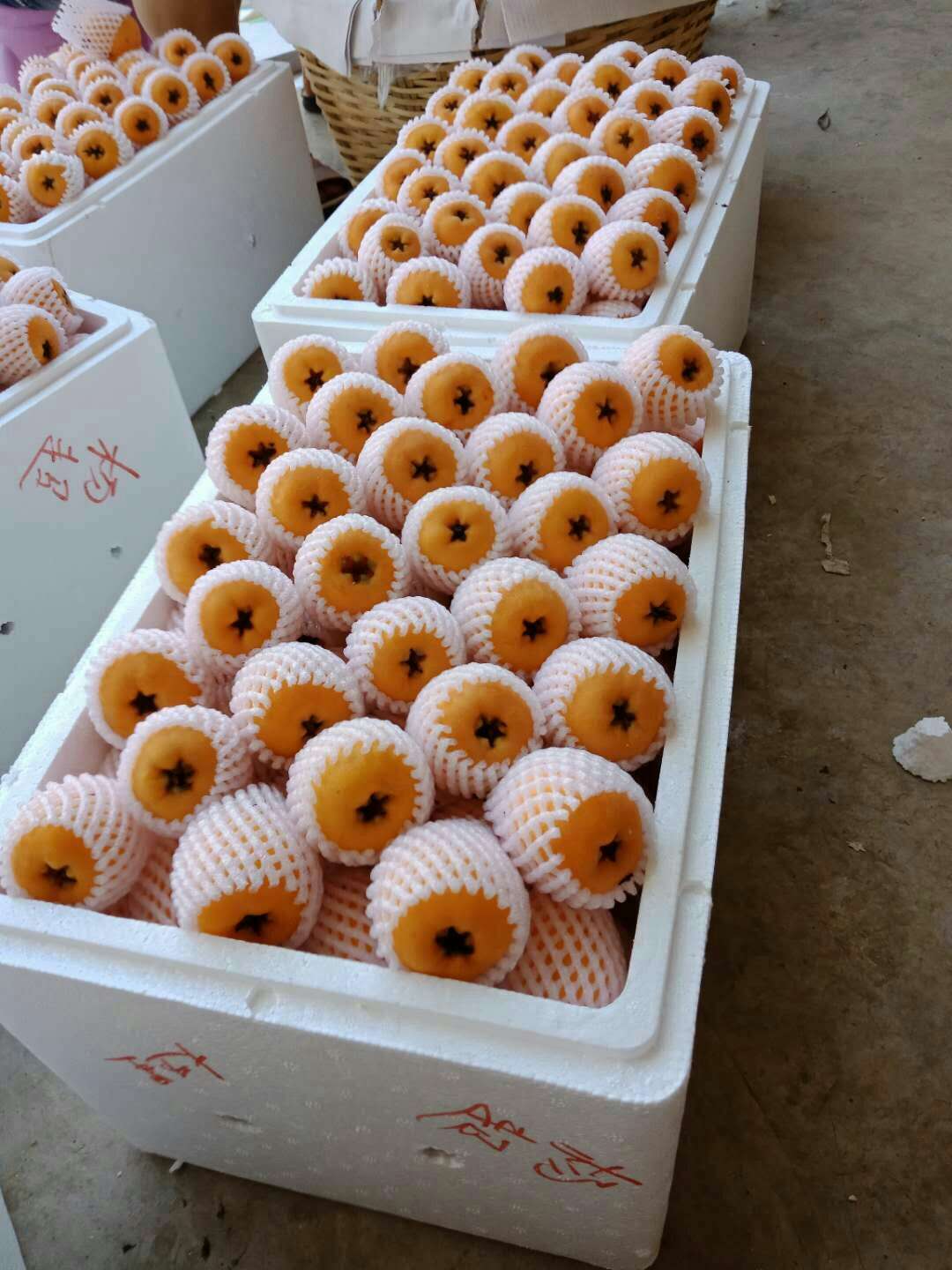 云南枇杷苗價(jià)格,枇杷苗品種
