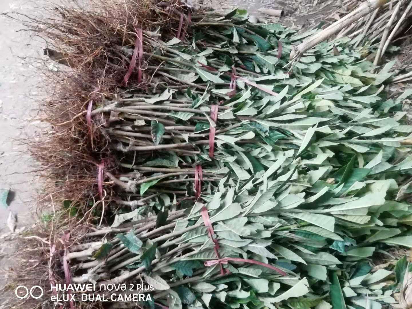 湖南枇杷樹苗批發(fā),枇杷樹苗種植技術