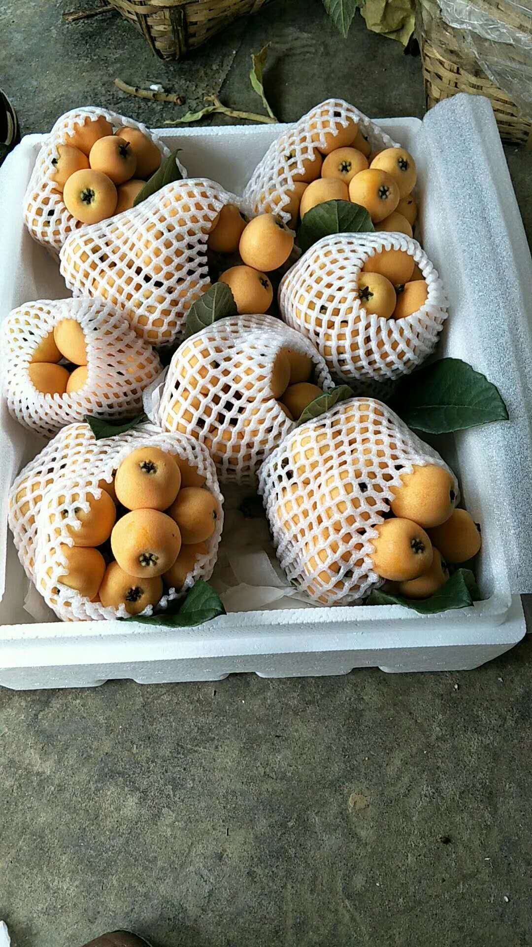 四川大五星枇杷苗價(jià)格,大五星枇杷苗廠家供應(yīng)
