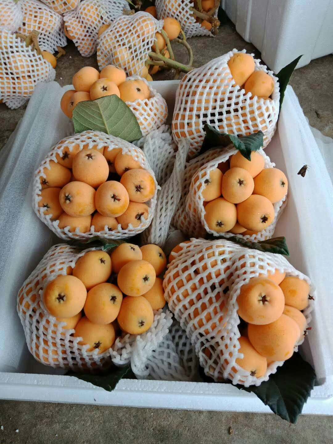 陜西枇杷苗良種,枇杷苗廠家供應(yīng)