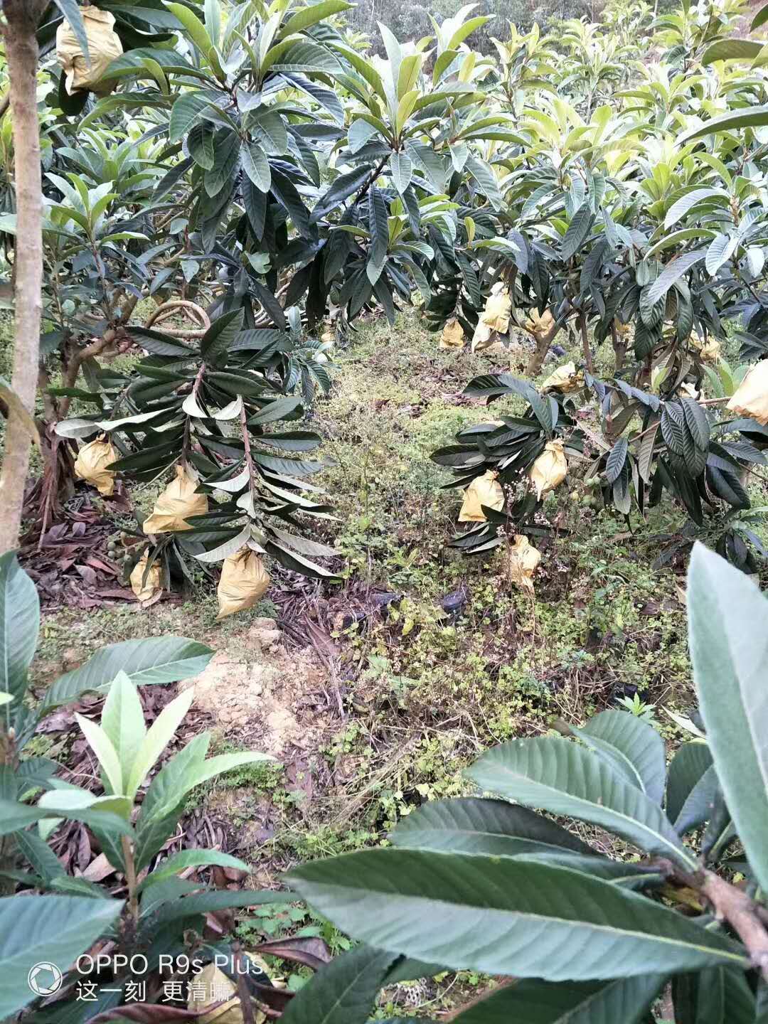 浙江枇杷樹苗價格,枇杷樹苗廠家供應(yīng)
