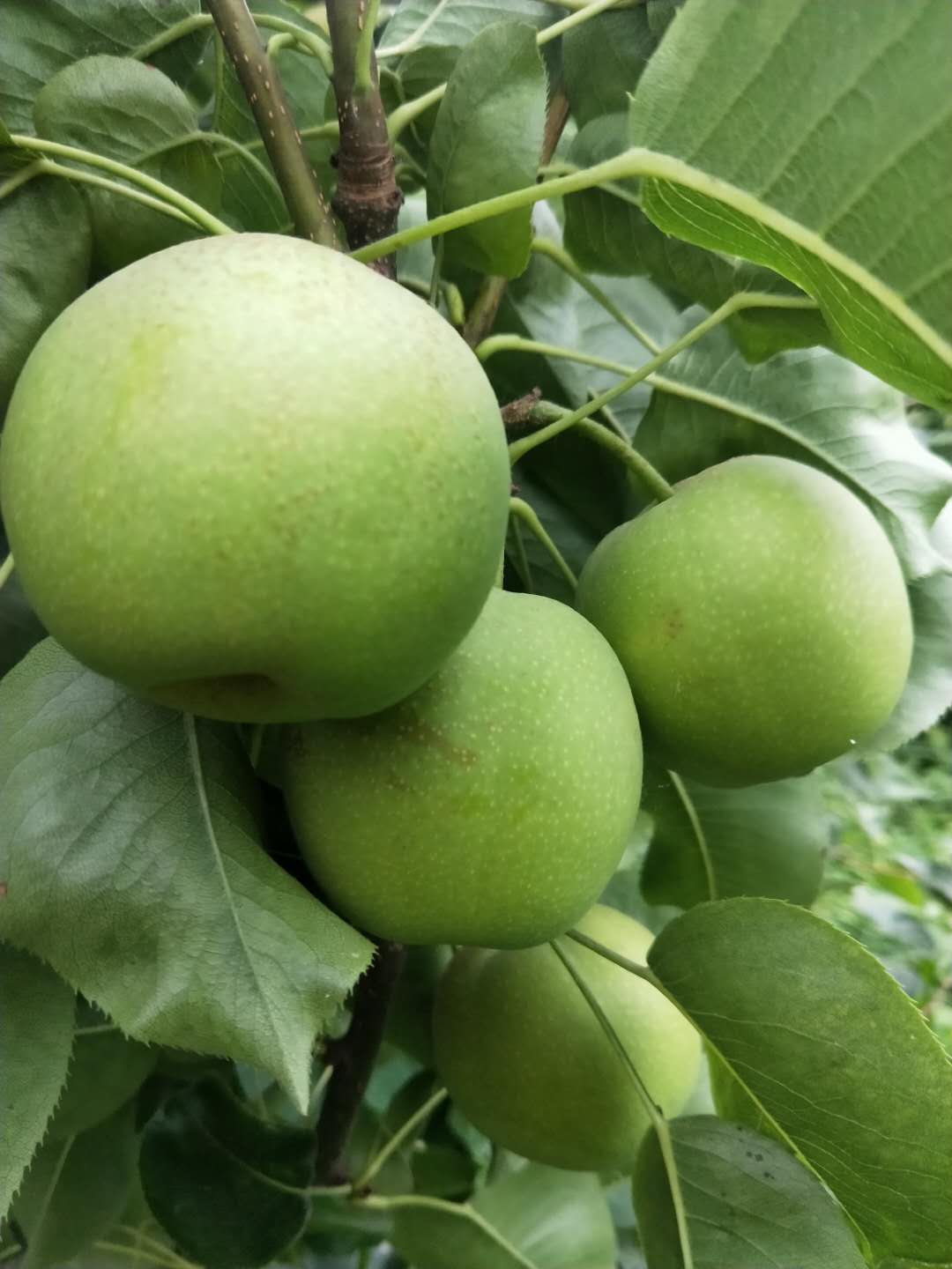 湖南梨子树苗批发,梨子树苗基地