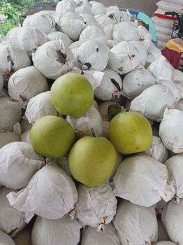 贵州梨子树苗市场价,梨子树苗厂家供应