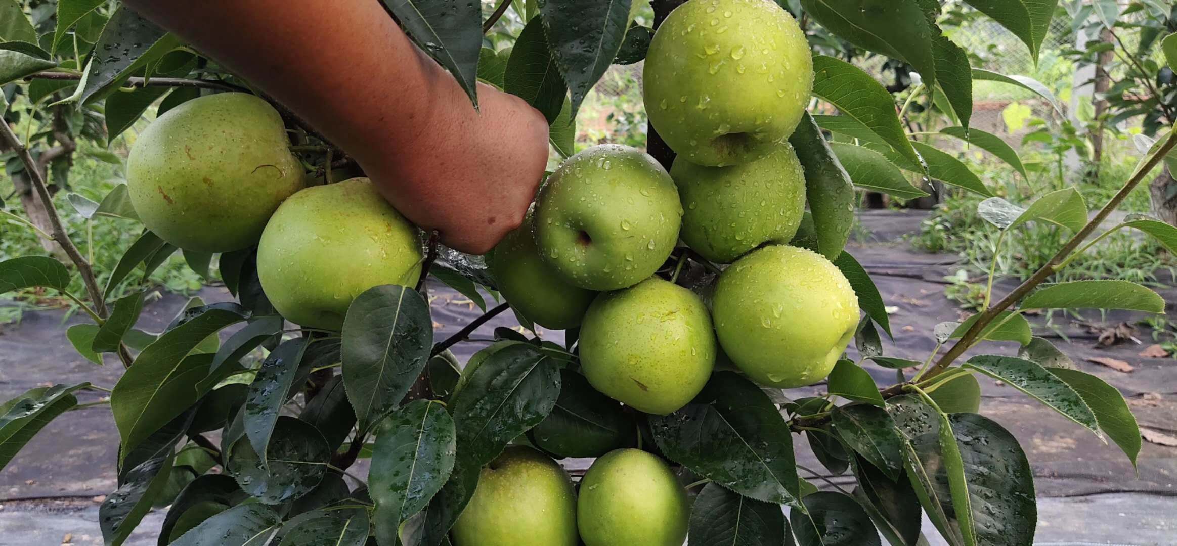 湖北梨子树苗批发,梨子树苗基地