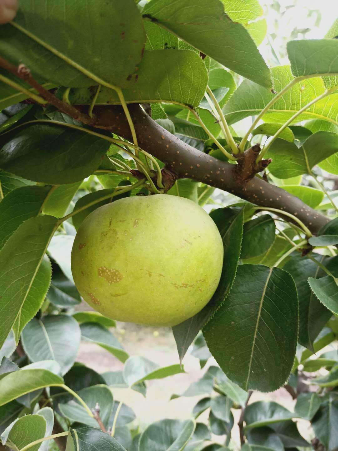 福建梨苗批發(fā),梨苗種植技術(shù)