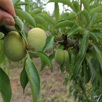 潛江蜂糖李樹(shù)苗價(jià)格,蜂糖李樹(shù)苗一公分單價(jià)