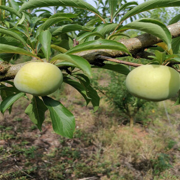 孝感蜂糖李树苗苗子基地,蜂糖李树苗