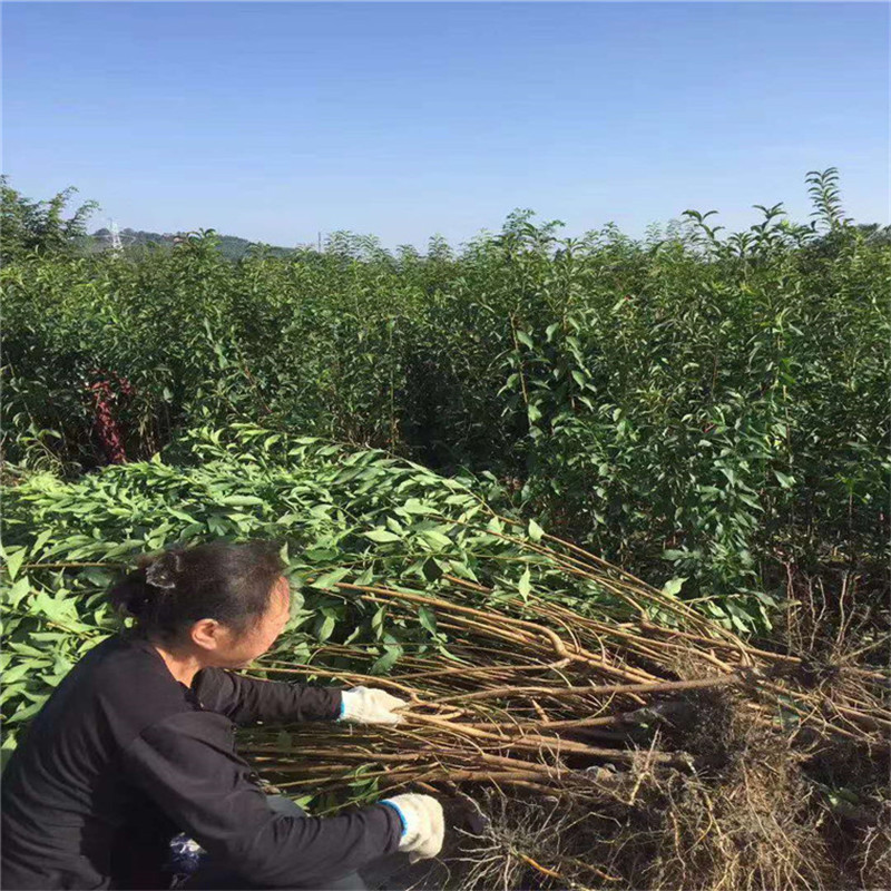 黔南蜂糖李苗苗子基地,蜂糖李苗特早熟品种