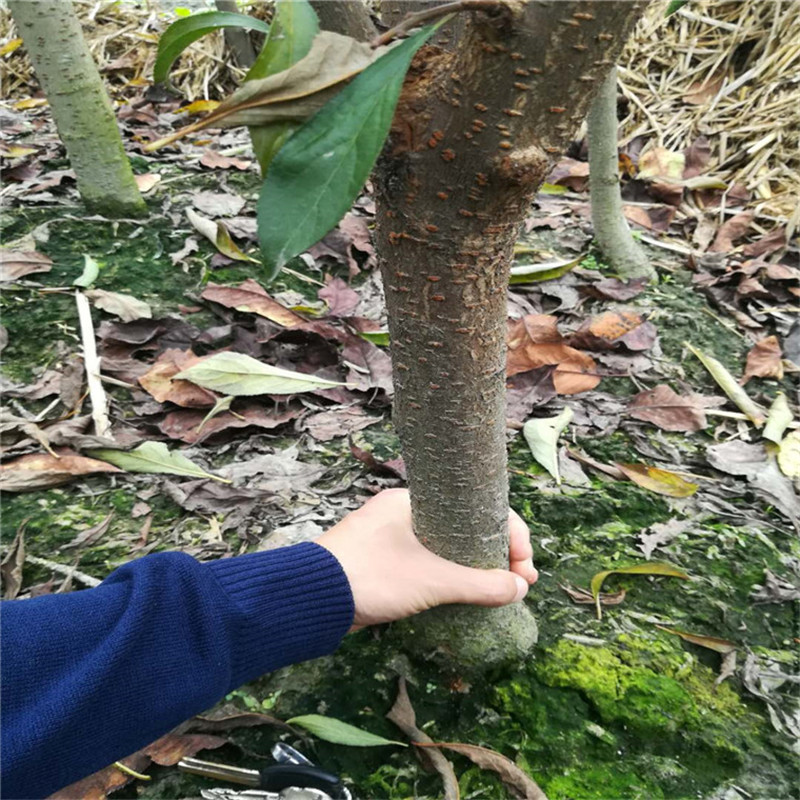 鄂州蜂糖李子苗苗子基地,蜂糖李子苗品种